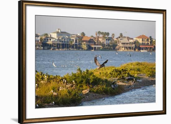 Brown Pelicans, Pelecanus occidentalis, in flight-Larry Ditto-Framed Premium Photographic Print