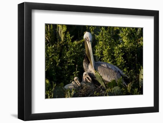 Brown Pelicans, Pelecanus occidentalis, nesting-Larry Ditto-Framed Photographic Print