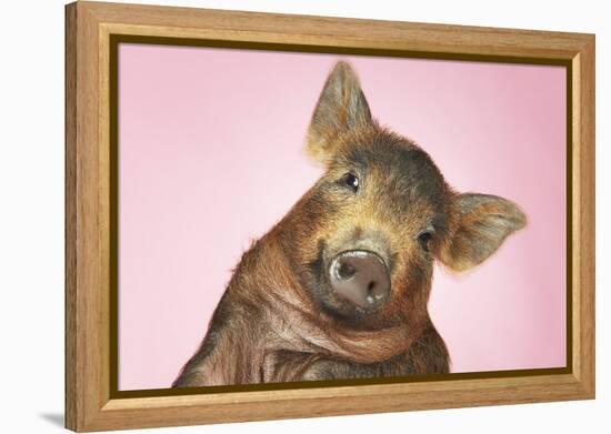 Brown Pig Against Pink Background with Head Cocked, Close-Up-null-Framed Stretched Canvas