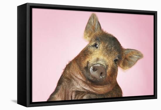 Brown Pig Against Pink Background with Head Cocked, Close-Up-null-Framed Stretched Canvas