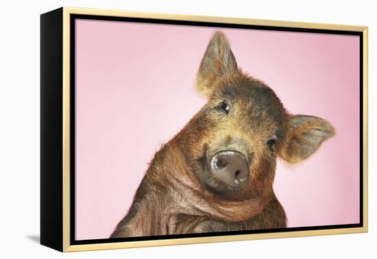 Brown Pig Against Pink Background with Head Cocked, Close-Up-null-Framed Stretched Canvas