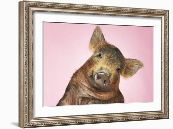 Brown Pig Against Pink Background with Head Cocked, Close-Up-null-Framed Photo