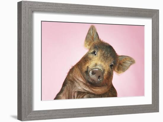 Brown Pig Against Pink Background with Head Cocked, Close-Up-null-Framed Photo