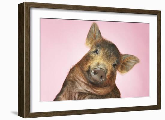 Brown Pig Against Pink Background with Head Cocked, Close-Up-null-Framed Photo