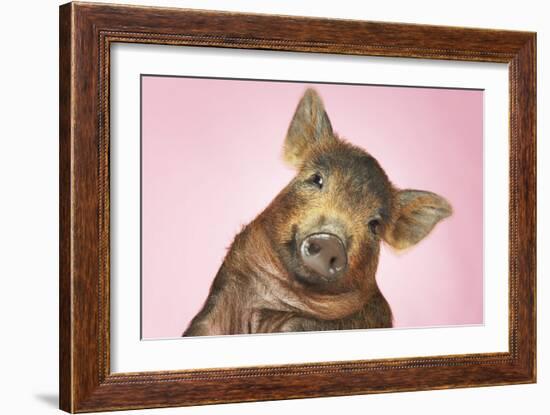 Brown Pig Against Pink Background with Head Cocked, Close-Up-null-Framed Photo