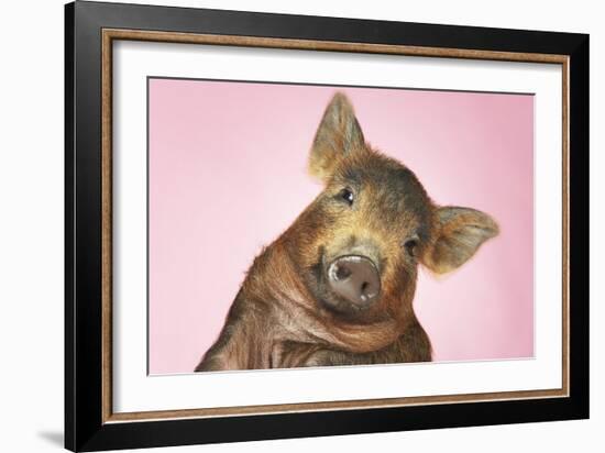 Brown Pig Against Pink Background with Head Cocked, Close-Up-null-Framed Photo