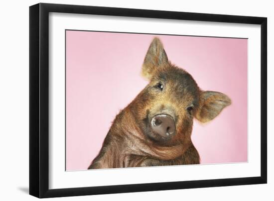 Brown Pig Against Pink Background with Head Cocked, Close-Up-null-Framed Photo