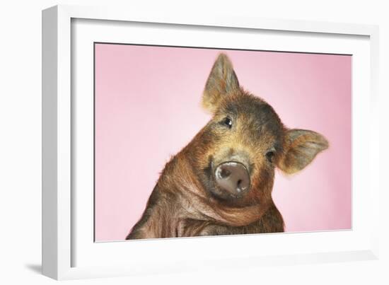 Brown Pig Against Pink Background with Head Cocked, Close-Up-null-Framed Photo