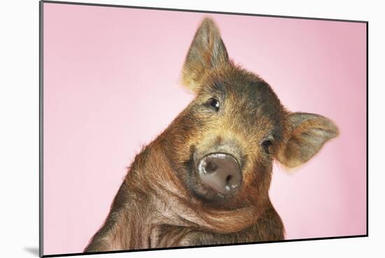 Brown Pig Against Pink Background with Head Cocked, Close-Up-null-Mounted Photo