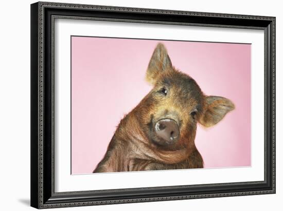 Brown Pig Against Pink Background with Head Cocked, Close-Up-null-Framed Photo