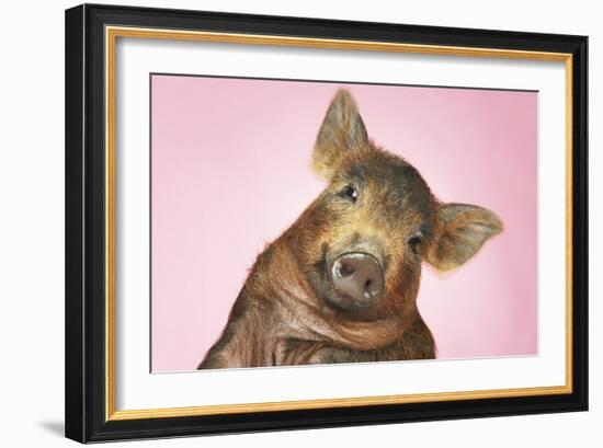 Brown Pig Against Pink Background with Head Cocked, Close-Up-null-Framed Photo