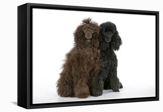 Brown Poodle and Black Poodle-null-Framed Premier Image Canvas