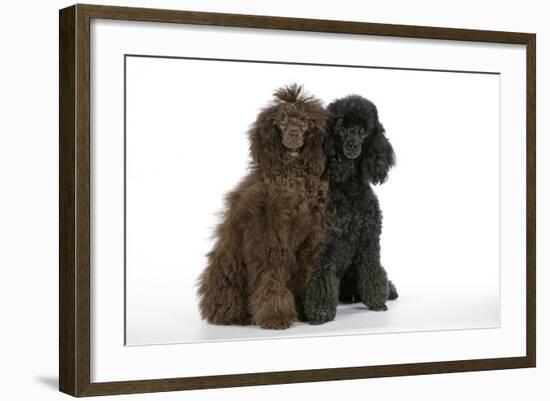 Brown Poodle and Black Poodle-null-Framed Photographic Print