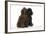 Brown Poodle and Black Poodle-null-Framed Photographic Print