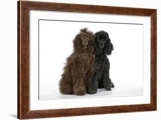 Brown Poodle and Black Poodle-null-Framed Photographic Print