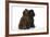 Brown Poodle and Black Poodle-null-Framed Photographic Print