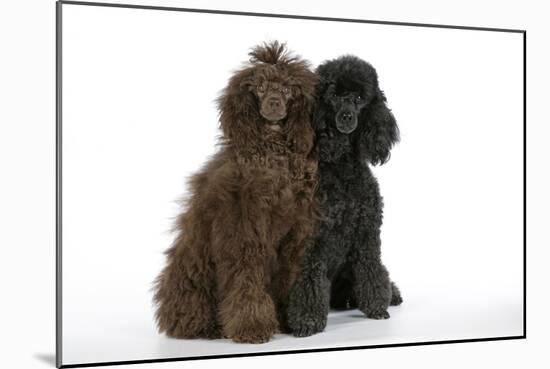 Brown Poodle and Black Poodle-null-Mounted Photographic Print