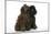 Brown Poodle and Black Poodle-null-Mounted Photographic Print