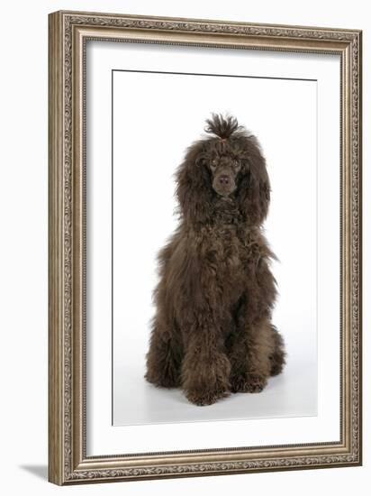 Brown Poodle Sitting Down-null-Framed Photographic Print