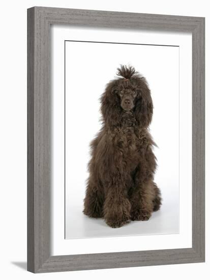 Brown Poodle Sitting Down-null-Framed Photographic Print