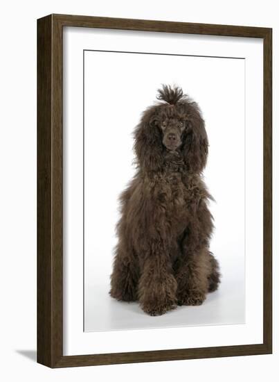 Brown Poodle Sitting Down-null-Framed Photographic Print
