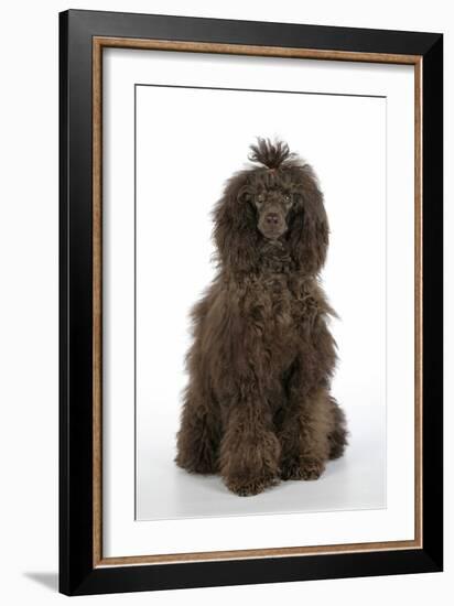 Brown Poodle Sitting Down-null-Framed Photographic Print