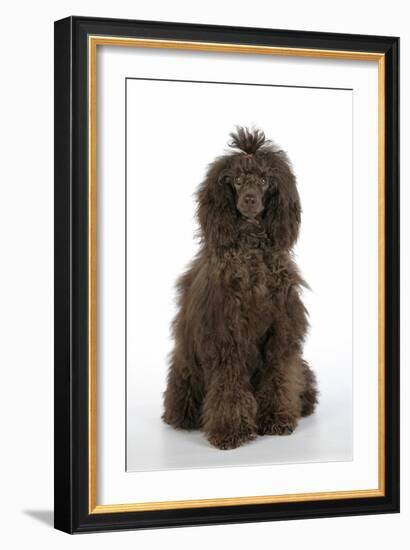 Brown Poodle Sitting Down-null-Framed Photographic Print