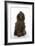 Brown Poodle Sitting Down-null-Framed Photographic Print