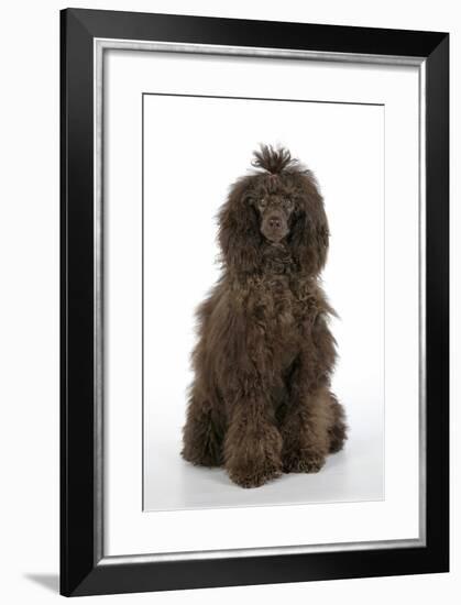 Brown Poodle Sitting Down-null-Framed Photographic Print