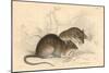 Brown Rat (Rattus Rattu), 1828-null-Mounted Giclee Print