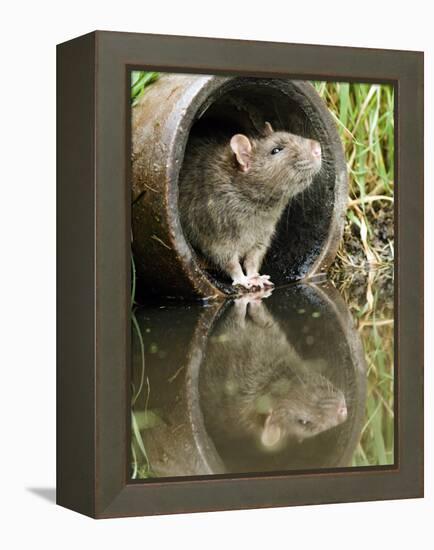 Brown Rat Sniffing Air from Old Pipe, UK-Andy Sands-Framed Premier Image Canvas