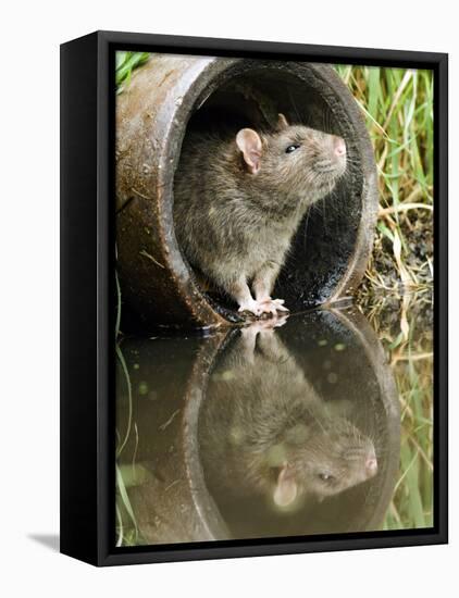 Brown Rat Sniffing Air from Old Pipe, UK-Andy Sands-Framed Premier Image Canvas
