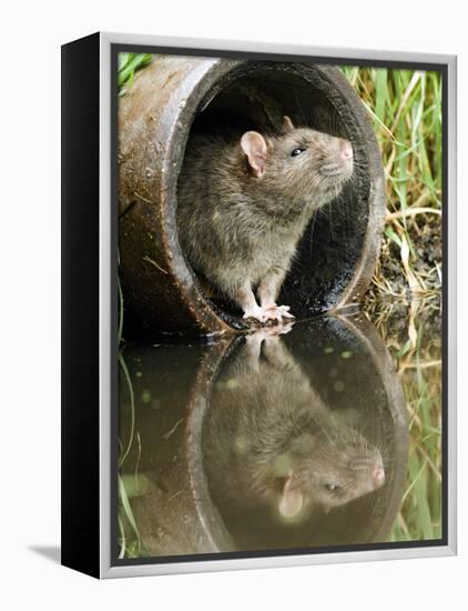 Brown Rat Sniffing Air from Old Pipe, UK-Andy Sands-Framed Premier Image Canvas