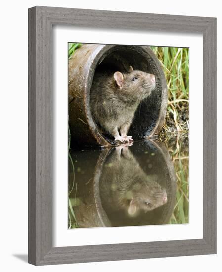 Brown Rat Sniffing Air from Old Pipe, UK-Andy Sands-Framed Photographic Print