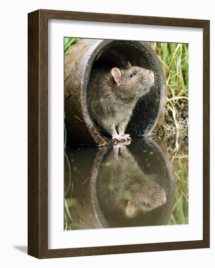 Brown Rat Sniffing Air from Old Pipe, UK-Andy Sands-Framed Photographic Print