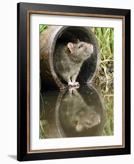 Brown Rat Sniffing Air from Old Pipe, UK-Andy Sands-Framed Photographic Print