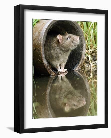 Brown Rat Sniffing Air from Old Pipe, UK-Andy Sands-Framed Photographic Print