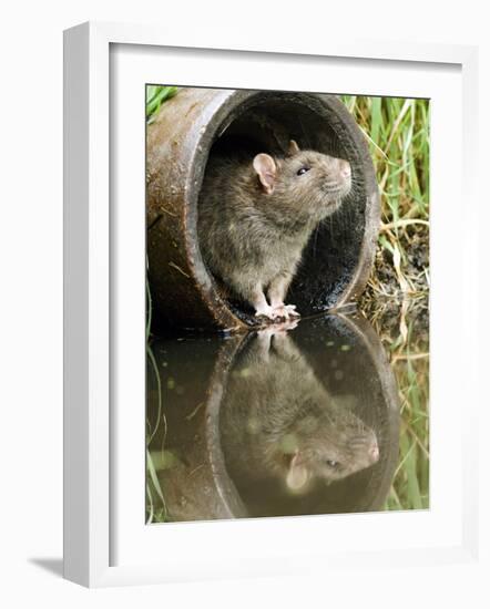 Brown Rat Sniffing Air from Old Pipe, UK-Andy Sands-Framed Photographic Print