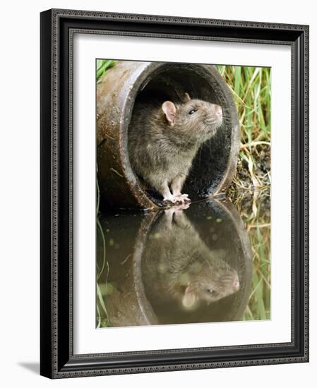 Brown Rat Sniffing Air from Old Pipe, UK-Andy Sands-Framed Photographic Print