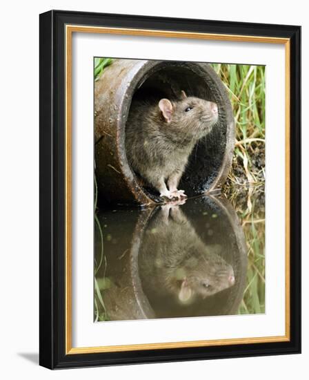 Brown Rat Sniffing Air from Old Pipe, UK-Andy Sands-Framed Photographic Print