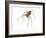 Brown Recluse (Loxosceles Reclusa), Violin Spider, Arachnids-Encyclopaedia Britannica-Framed Art Print