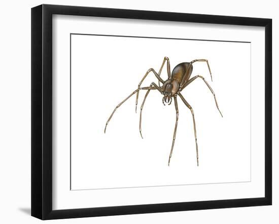 Brown Recluse (Loxosceles Reclusa), Violin Spider, Arachnids-Encyclopaedia Britannica-Framed Art Print
