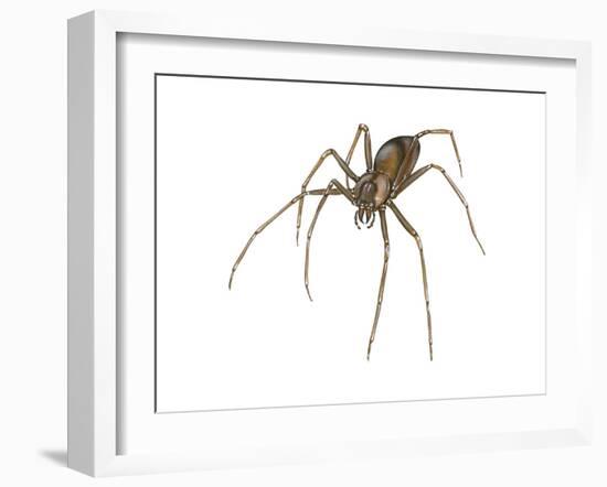 Brown Recluse (Loxosceles Reclusa), Violin Spider, Arachnids-Encyclopaedia Britannica-Framed Art Print