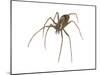 Brown Recluse (Loxosceles Reclusa), Violin Spider, Arachnids-Encyclopaedia Britannica-Mounted Art Print