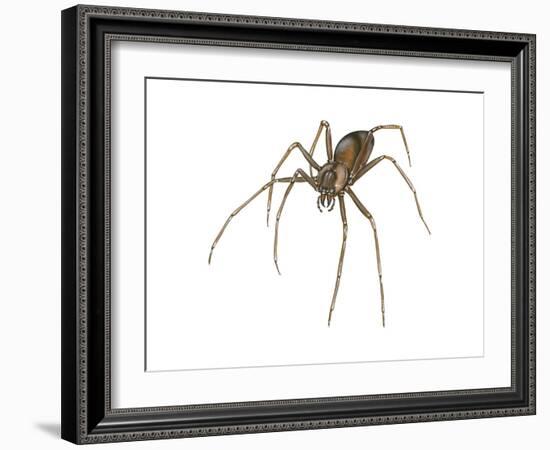 Brown Recluse (Loxosceles Reclusa), Violin Spider, Arachnids-Encyclopaedia Britannica-Framed Art Print