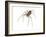 Brown Recluse (Loxosceles Reclusa), Violin Spider, Arachnids-Encyclopaedia Britannica-Framed Art Print