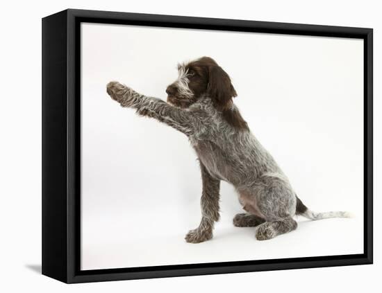 Brown Roan Italian Spinone Puppy, Riley, 13 Weeks, Holding a Paw Out-Mark Taylor-Framed Premier Image Canvas