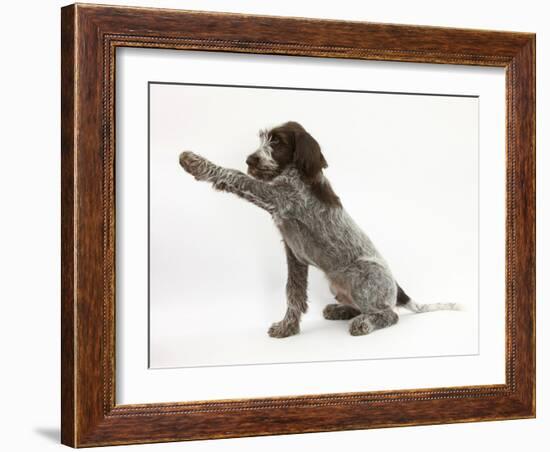 Brown Roan Italian Spinone Puppy, Riley, 13 Weeks, Holding a Paw Out-Mark Taylor-Framed Photographic Print