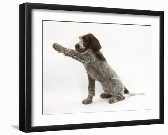 Brown Roan Italian Spinone Puppy, Riley, 13 Weeks, Holding a Paw Out-Mark Taylor-Framed Photographic Print