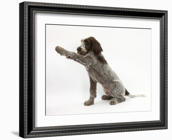 Brown Roan Italian Spinone Puppy, Riley, 13 Weeks, Holding a Paw Out-Mark Taylor-Framed Photographic Print